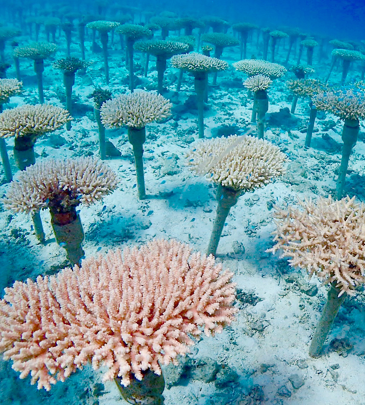 環境を再生させる