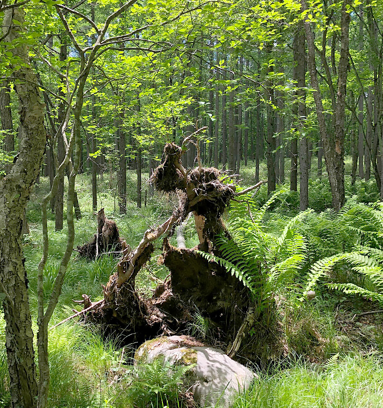 環境を再生させる